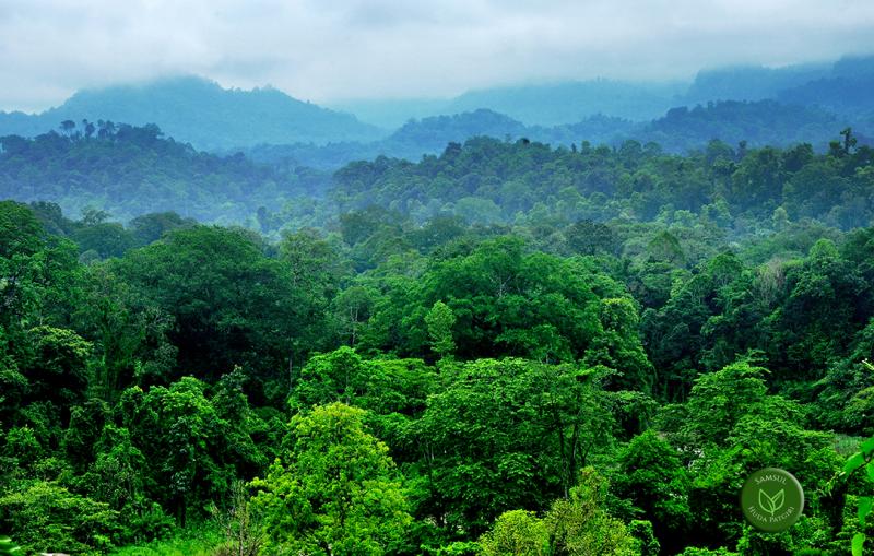 Assam : Modi Government Sells Dehing Patkai Reserve Forest
